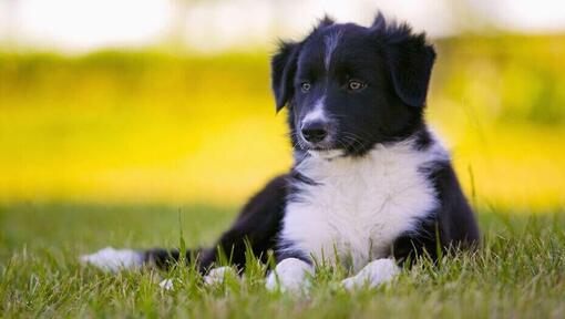 Disney boy store dog names